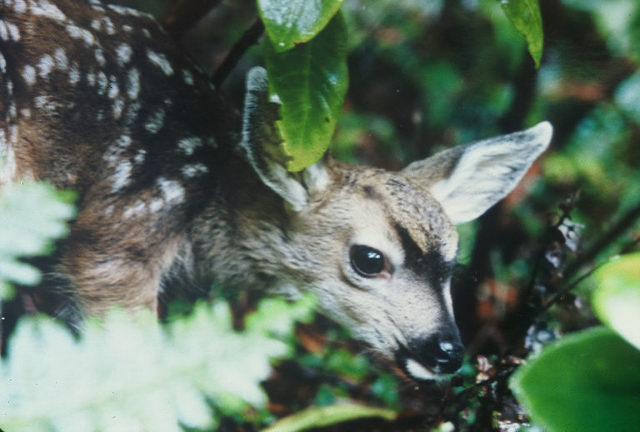 Fawn photo by Taylor Lockwood