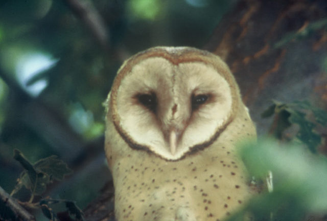 Barn Owl