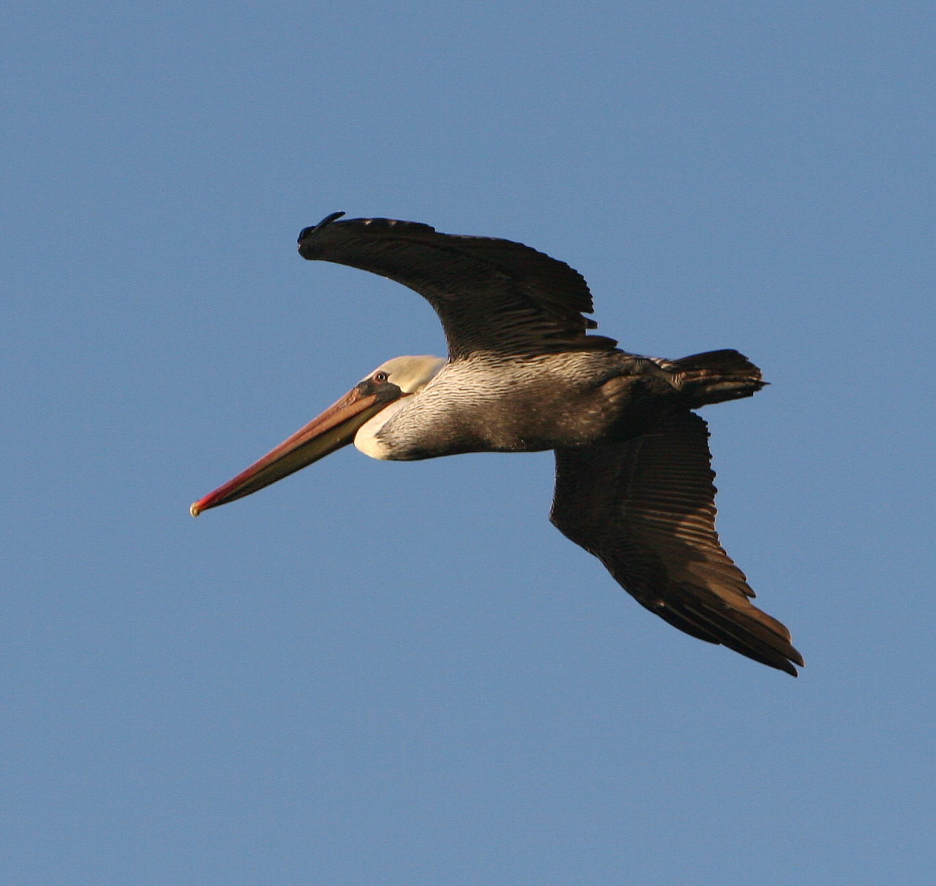 Brown Pelican