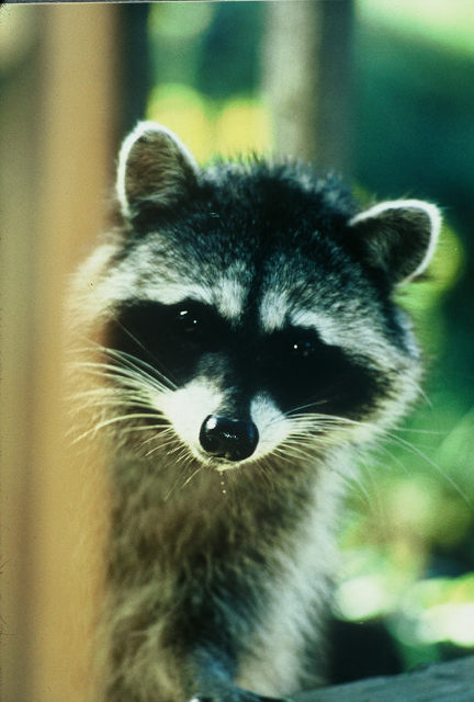 Raccoon kit